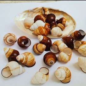 تصویر صدف حلزونی عسلی 