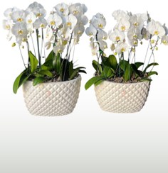 تصویر مجموعه ارکیده سفید 
