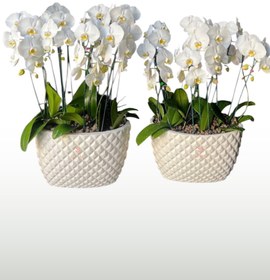 تصویر مجموعه ارکیده سفید 