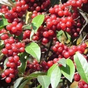 تصویر بذر سنجد ژاپنی 10 عددی 