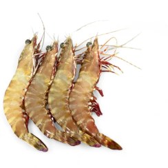 تصویر میگو ببری تازه و صید روز 