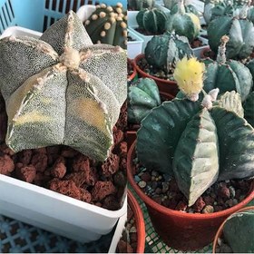 تصویر بذر کاکتوس استرا استروفیتوم میکس 