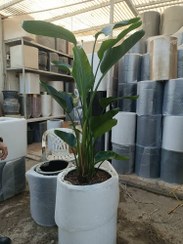 تصویر نخل نیکولای - گلدان ۱۲ ارتفاع ۱۷۰ 