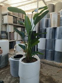 تصویر نخل نیکولای - سطل ۷ ارتفاع ۱.۳۰ 