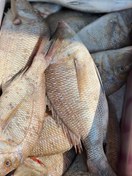 تصویر ماهی شعری 