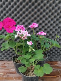 تصویر شمعدانی Pelargonium