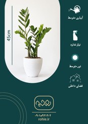 تصویر سانسوریا (شمشیری سبز) - گـلـفـروشی آنـلایـن روحـیـه 