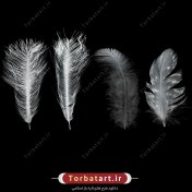 تصویر عکس با کیفیت پر سفید پرنده 