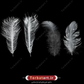 تصویر عکس با کیفیت پر سفید پرنده 