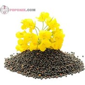 تصویر بذر کلزا رقم مافا ۸ کیلوگرم 