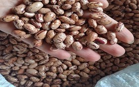 تصویر لوبیا چیتی خرید لوبیا چیتی محلی ارزان