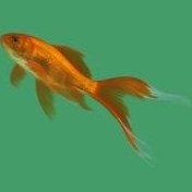 تصویر فوتیج ماهی قرمز عید پرده سبز مرجع فوتیج های آماده دانلود استوک فوتیج های رایگان 