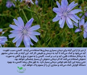 تصویر دمنوش گیاهی کاسنی 