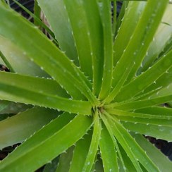 تصویر گیاه آپارتمانی هچتیا (آگاو لیندا) سایز بزرگ(agave plant) 