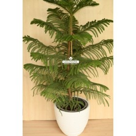 تصویر کاج مطبق 