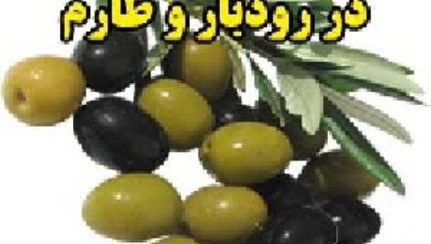 تصویر مشکلات بازاریابی زیتون در رودبار و طارم 