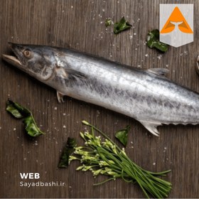 تصویر ماهی شیر 