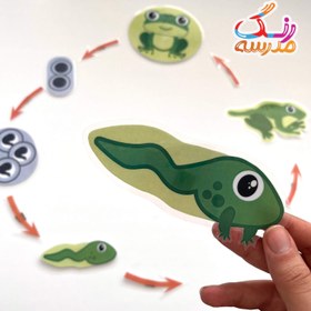 تصویر چرخه ی زندگی قورباغه 