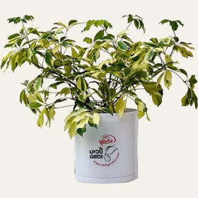 تصویر شفلرا ابلق 