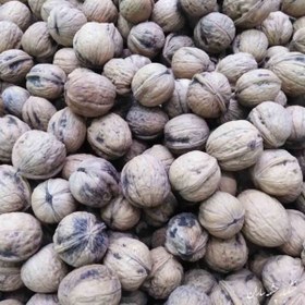 تصویر گردو خوانسار 