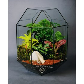 تصویر تراریوم راز شیشه ای 