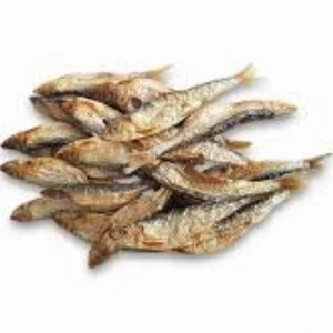 تصویر فروشگاه پتشاپ ژوپت