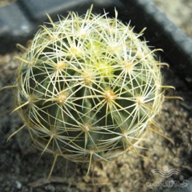 تصویر بذر خانگی کاکتوس هاماتو آرکا بذر ایرانیان Hamatocactus Setispinus Seeds