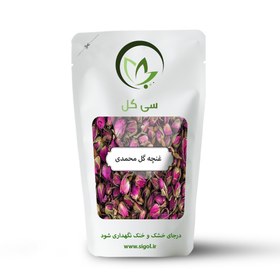 تصویر غنچه گل محمدی 