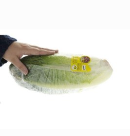 تصویر کاهو ارگانیک 