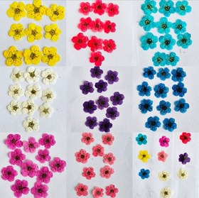 تصویر گل خشک اسپیره 10 عددی 