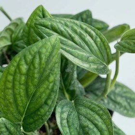 تصویر پتوس چرمی 