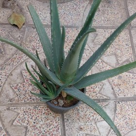 تصویر گیاه آلوئورا سایز بزرگ(مولد،مادر،aloevera) 