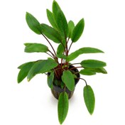 تصویر گیاه آکواریومی کریپتوکورین پتچی (گلدانی) 