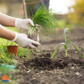 تصویر بذر تره Leek