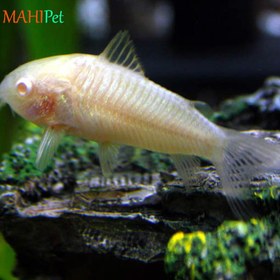 تصویر کوریدوراس آلبینو 