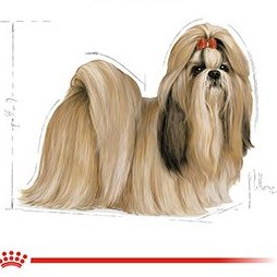 تصویر غذای خشک سگ بالغ نژاد شیتزو رویال کنین ShihTzu ADULT royal canin dry dog food shihtzu adult