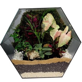 تصویر گیاه طبیعی تراریوم مدل 09 