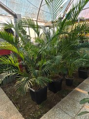 تصویر نخل اریکا / گلخانه بهارنارنج - سطل 10 Erica palm flower