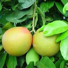 تصویر گریپ فروت 