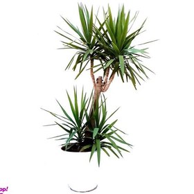 تصویر گیاه یوکا مدل Sh19024 