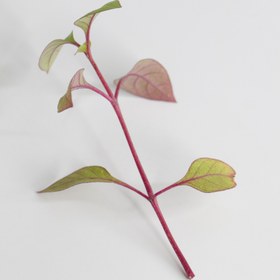 تصویر گلدان صبر 