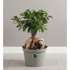 تصویر بونسای جنسینگ با گلدان پلاستیکی 