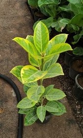 تصویر محصول: فیکوس التیسما 