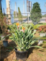 تصویر پرنده بهشتی (استرلیتزیا) 