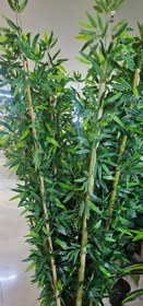تصویر بامبو ۲ متری کم تراکم 