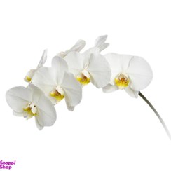 تصویر گل ارکیده سفید 1 شاخه 