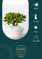 تصویر گیاه یشم - گـلـفـروشی آنـلایـن روحـیـه 