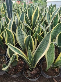 تصویر گیاه سانسوریا کرواتی Sansevieria (پس کرایه) 