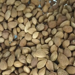 تصویر مغز هسته زردآلو خام 