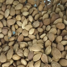 تصویر مغز هسته زردآلو خام 